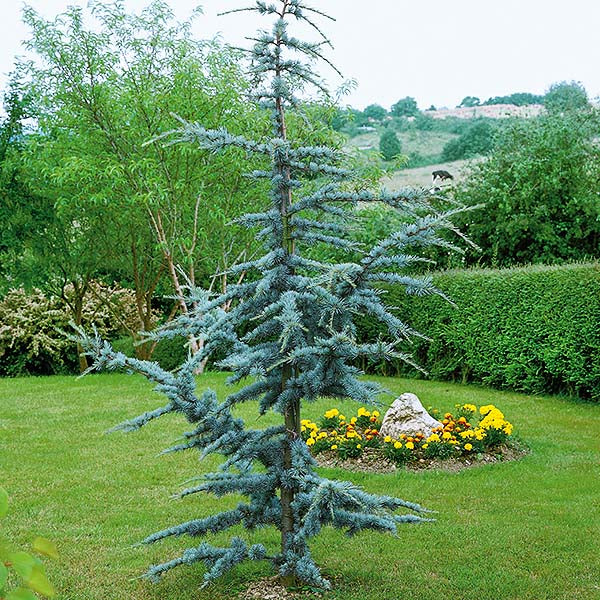 Horstmann Blue Atlas Cedar