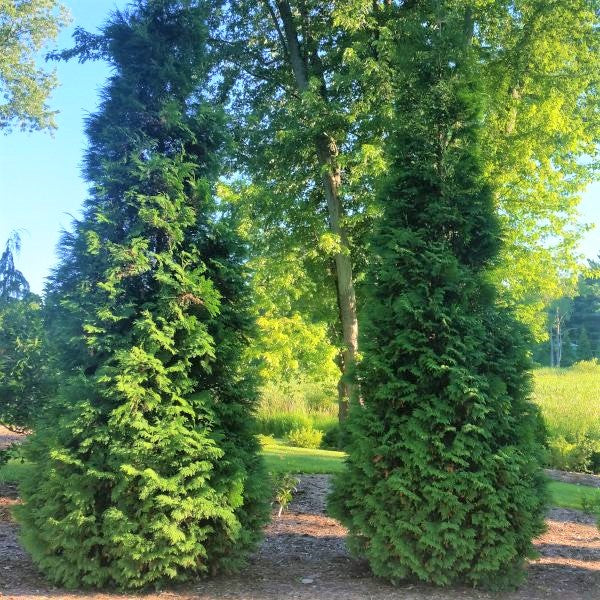 American Arborvitae