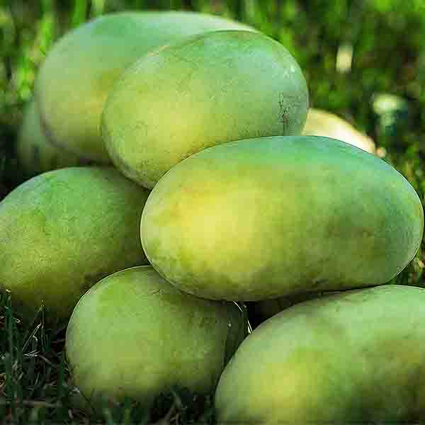 Susquehanna® Pawpaw Tree