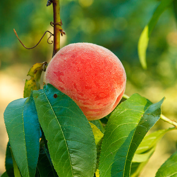 Raritan Rose Peach Tree