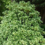 Goshiki False Holly