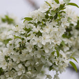 Snowdrift Crabapple