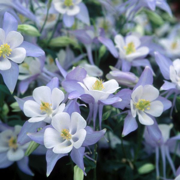 Blue & White Origami Columbine