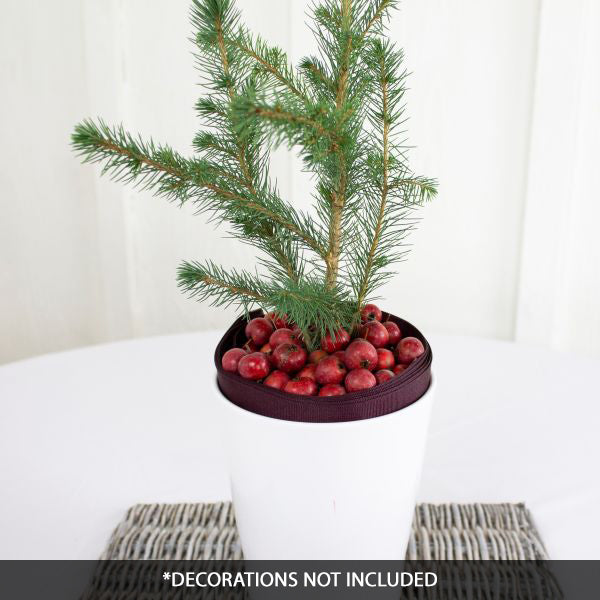 Norway Spruce Tabletop Christmas Tree