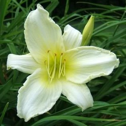 Ice Carnival Daylily