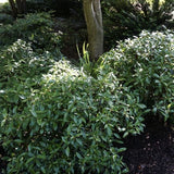 Moonlit Lace&reg; Viburnum