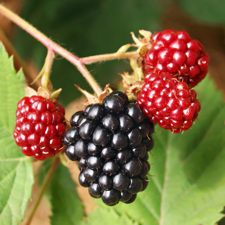 Marion Blackberry Bush