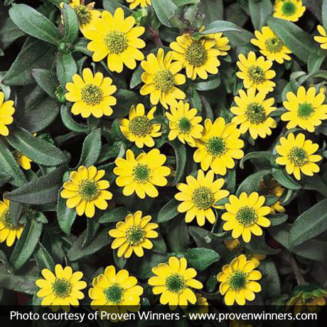 Sunbini&reg; Creeping Zinnia