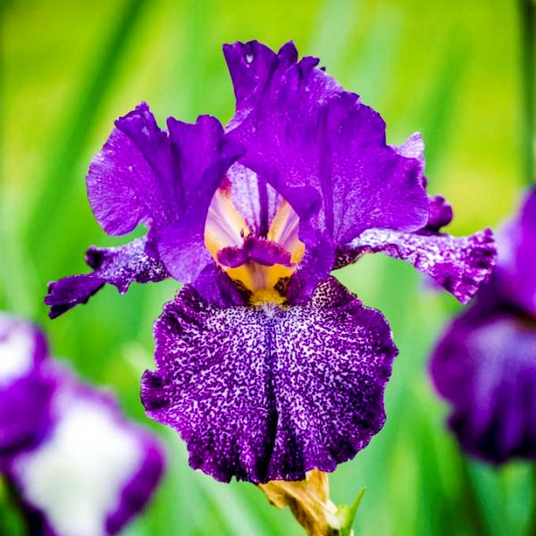 Celestial Explosion Tall Bearded Iris