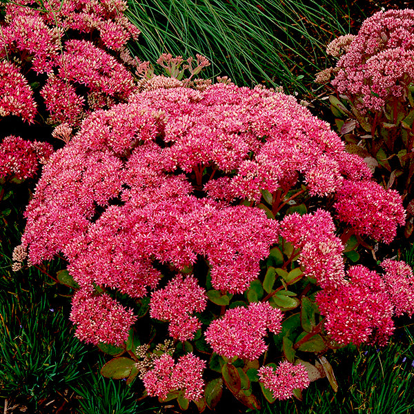 Mr. Goodbud Sedum