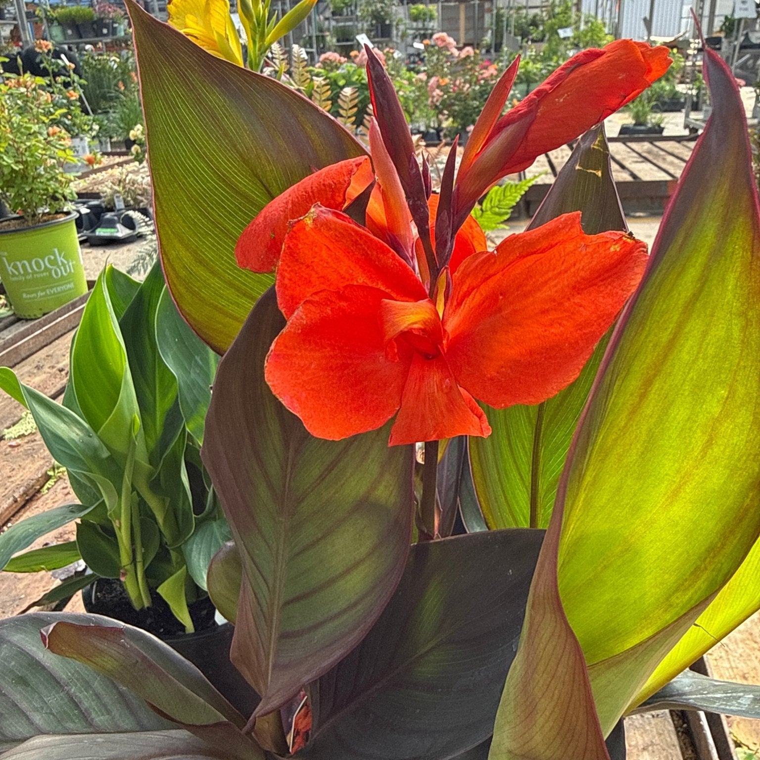 flower canna lily Cannova Bronze Orange Canna Lily | Tropical Color