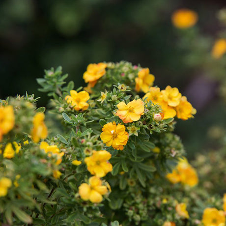 First Editions&reg; Marmalade&reg; Potentilla