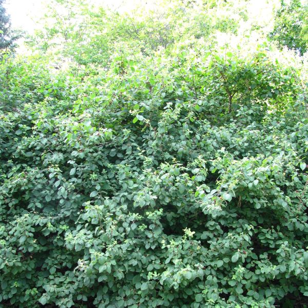 Emerald Mound Honeysuckle