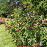 First Editions&reg; Funky Fuchsia&trade; Butterfly Bush