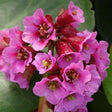 Winter Glow Bergenia