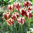 Grand Perfection Tulip