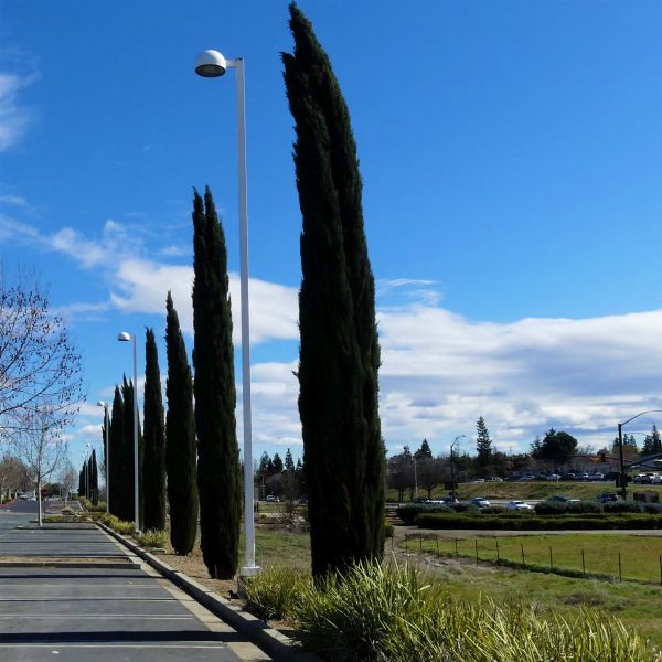 Blue Italian Cypress