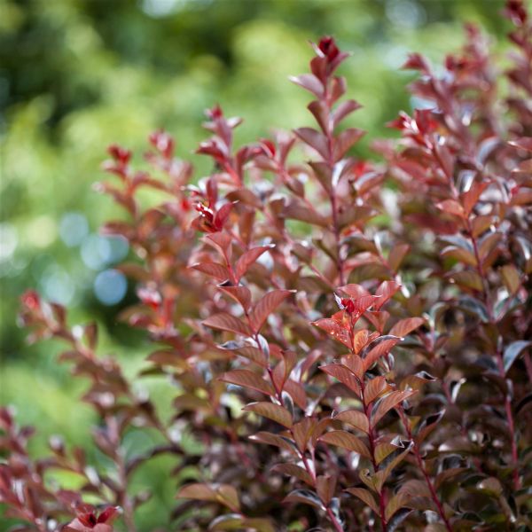 First Editions&reg; Ruffled Red Magic&trade; Crape Myrtle