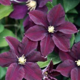 Warsaw Nike Clematis