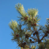 Red Pine Tree