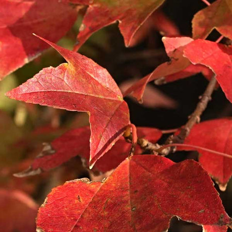 Trident Maple