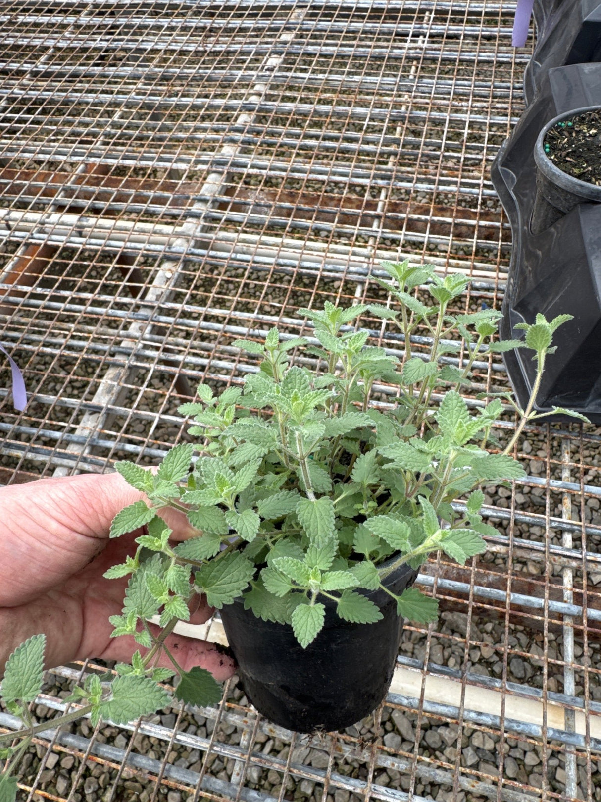 Junior Walker™ Catmint