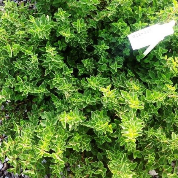 The Greek Oregano