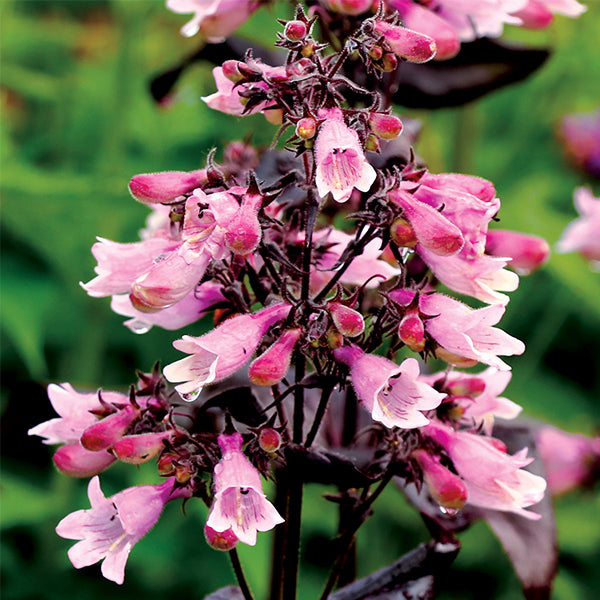 DAKOTA&trade; Burgundy Penstemon