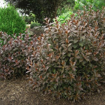 Shining Sensation&trade; Weigela