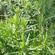 Tuscan Blue Rosemary