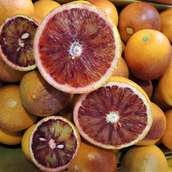 5 gallon Sanguinelli Blood Orange Tree, 3-5 FT Ships To Florida only!! cheapest