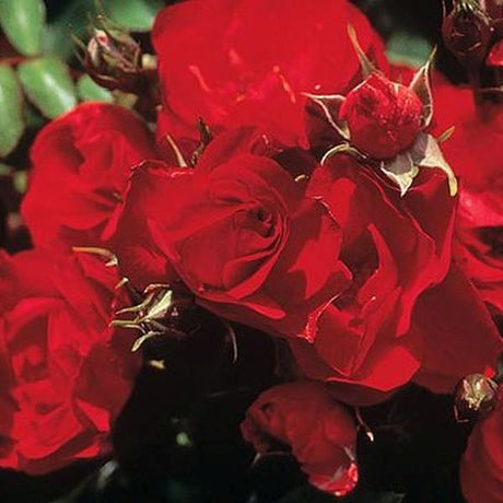 Ruby Meidiland&reg; Rose