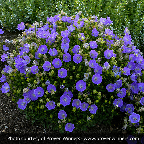 Rapido Blue Carpathian Bellflower