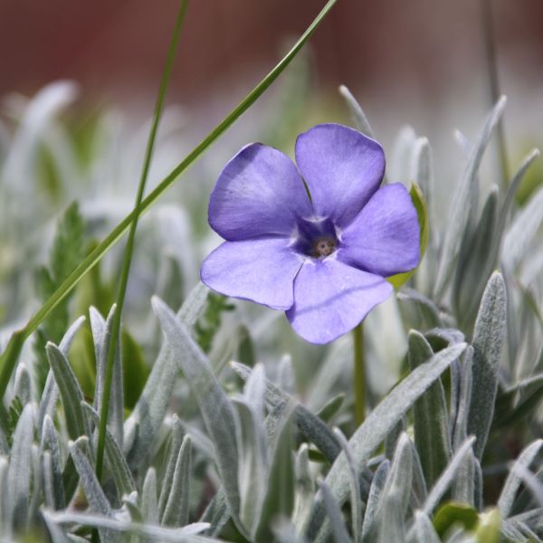 Ralph Shugert Periwinkle