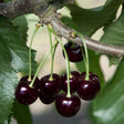 Black Tartarian Cherry Tree