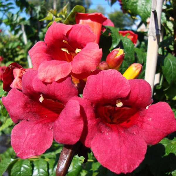 First Editions&reg; Atomic Red&trade; Trumpet Vine