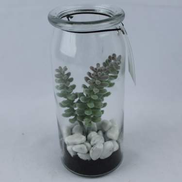 3 Assorted Glass Jar Succulents