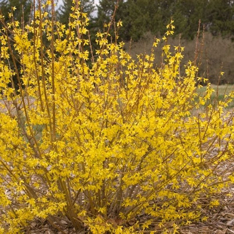 Sunrise Forsythia