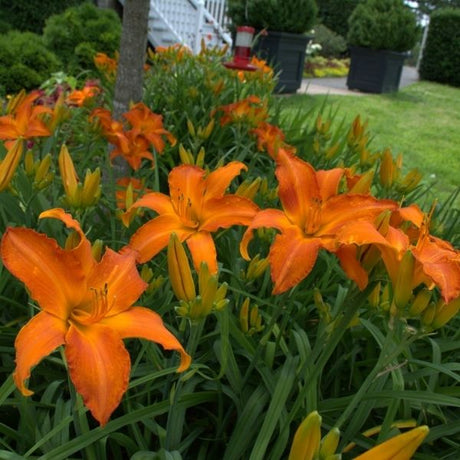 Rainbow Rhythm&reg; Primal Scream Daylily