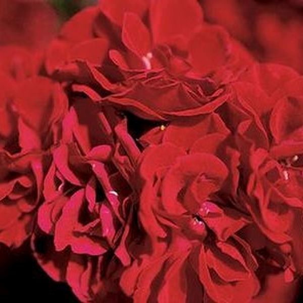 Red Sunblaze&reg; Rose