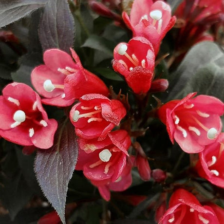 Electric Love&reg; Weigela