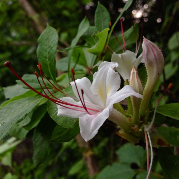 Sweet Azalea