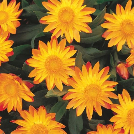 Flame Sundaze Strawflower