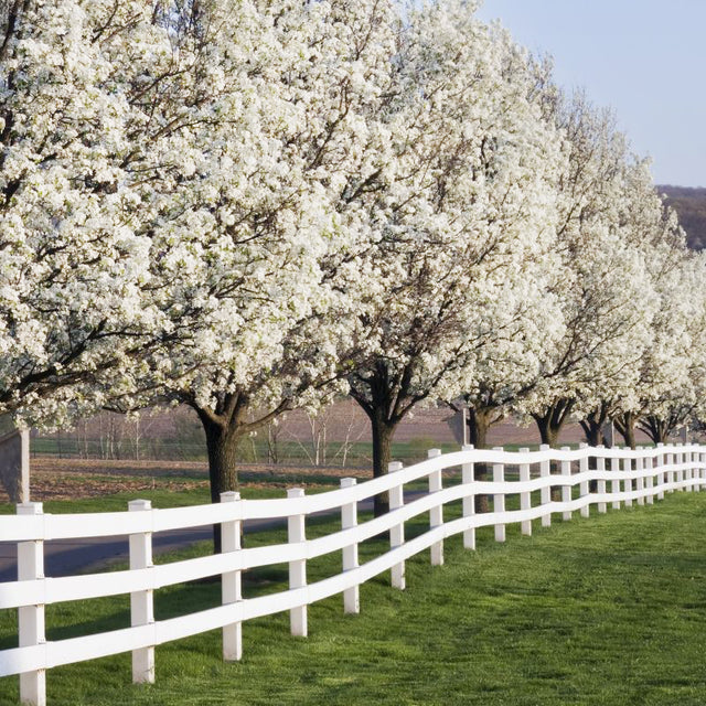 Aristocrat Flowering Pear