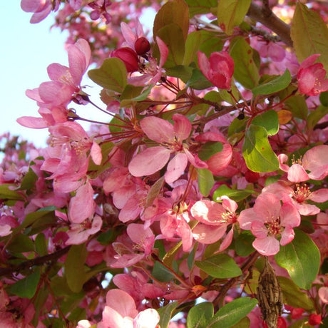 Pink Spires Crabapple