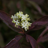 Muskingum Dogwood