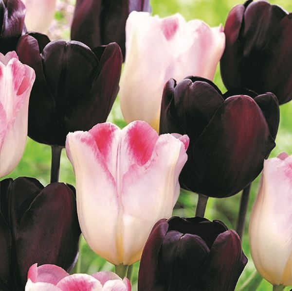 Rhythm of the Night Tulip Mix