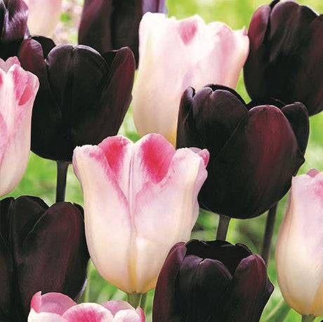 Rhythm of the Night Tulip Mix