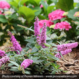 Proven Winners&reg; ColorChoice&reg; Lo & Behold&reg; Pink Micro Chip Butterfly Bush