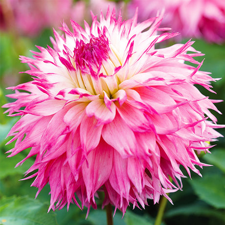 Pineland's Princess Dahlia